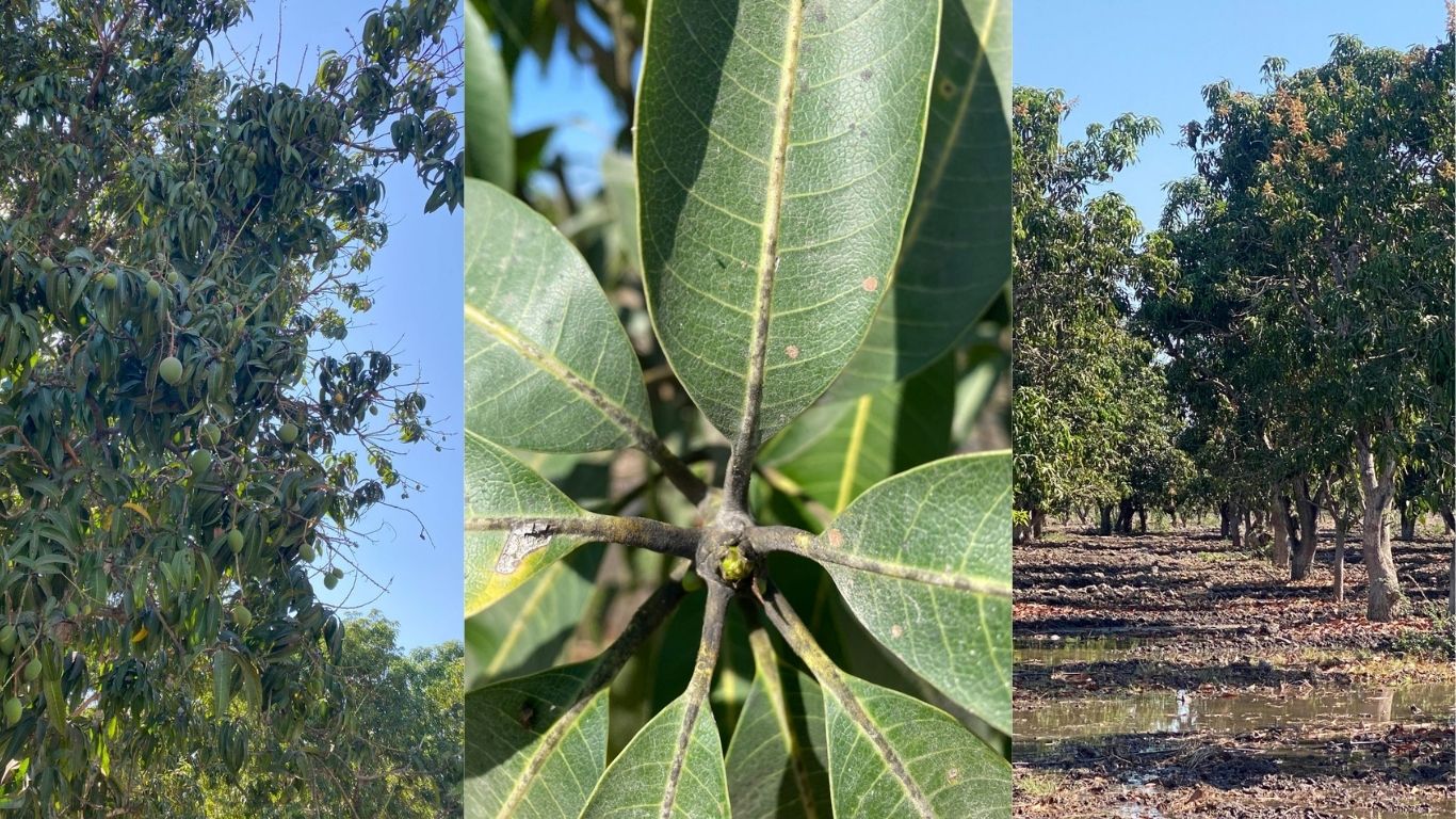 Plantas de mango al sur de Sinaloa
