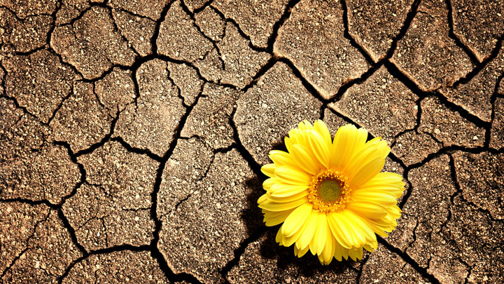 Flor en una tierra desértica.