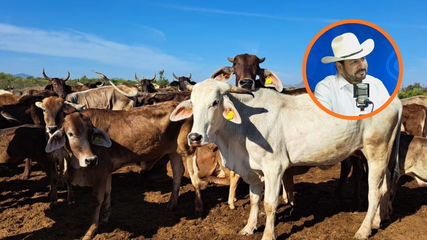 vacas y becerros en corral