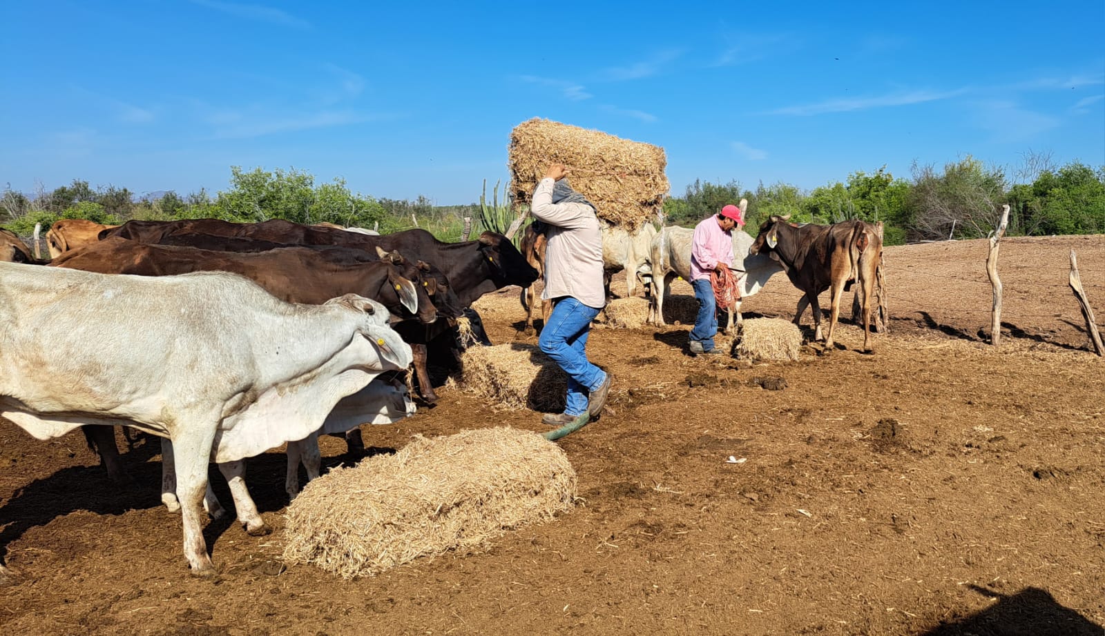 Ganaderos cargando pastura y realizando trabajos con con vacas dentro de corral