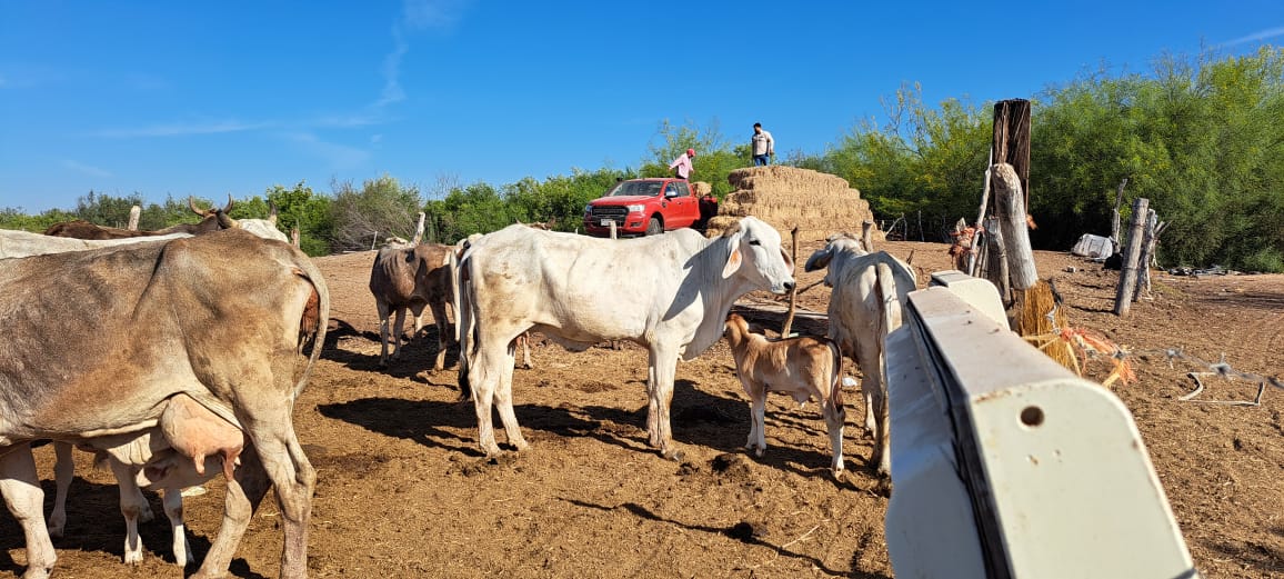 Corral de ganado bovino en Sinaloa