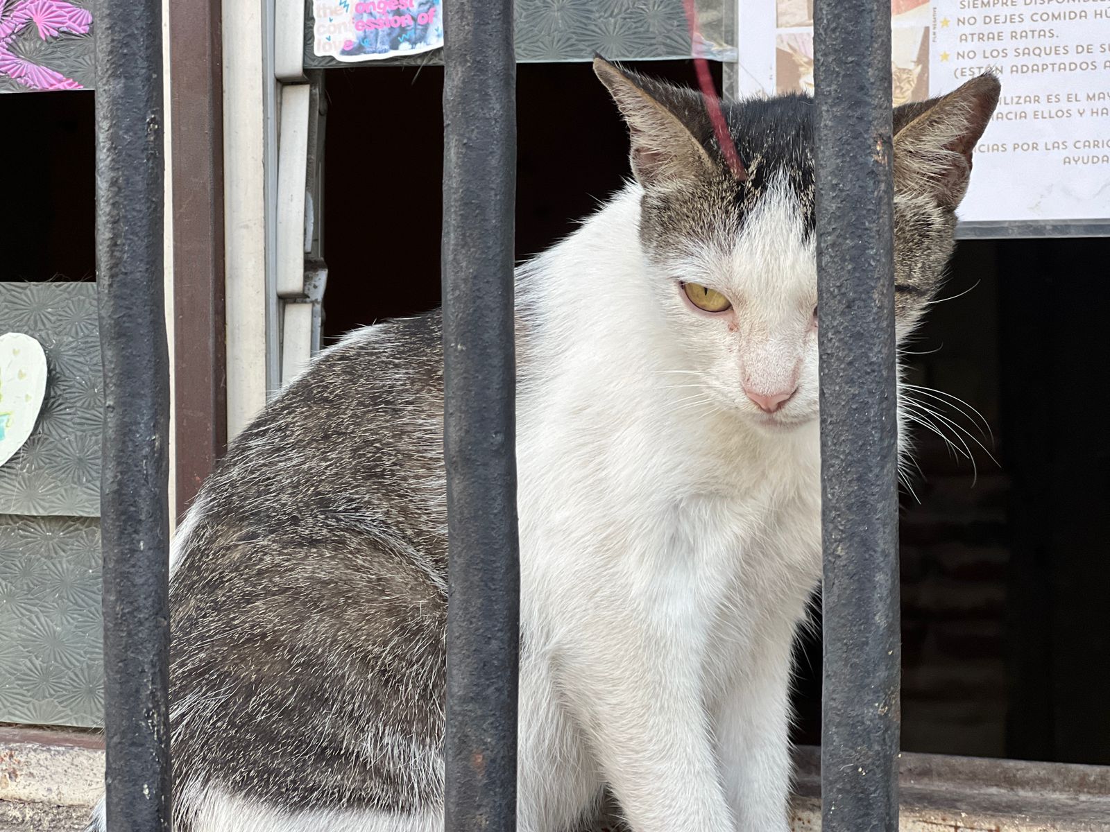 Verde y Matilda, los gatitos que llenan de amor las calles del centro