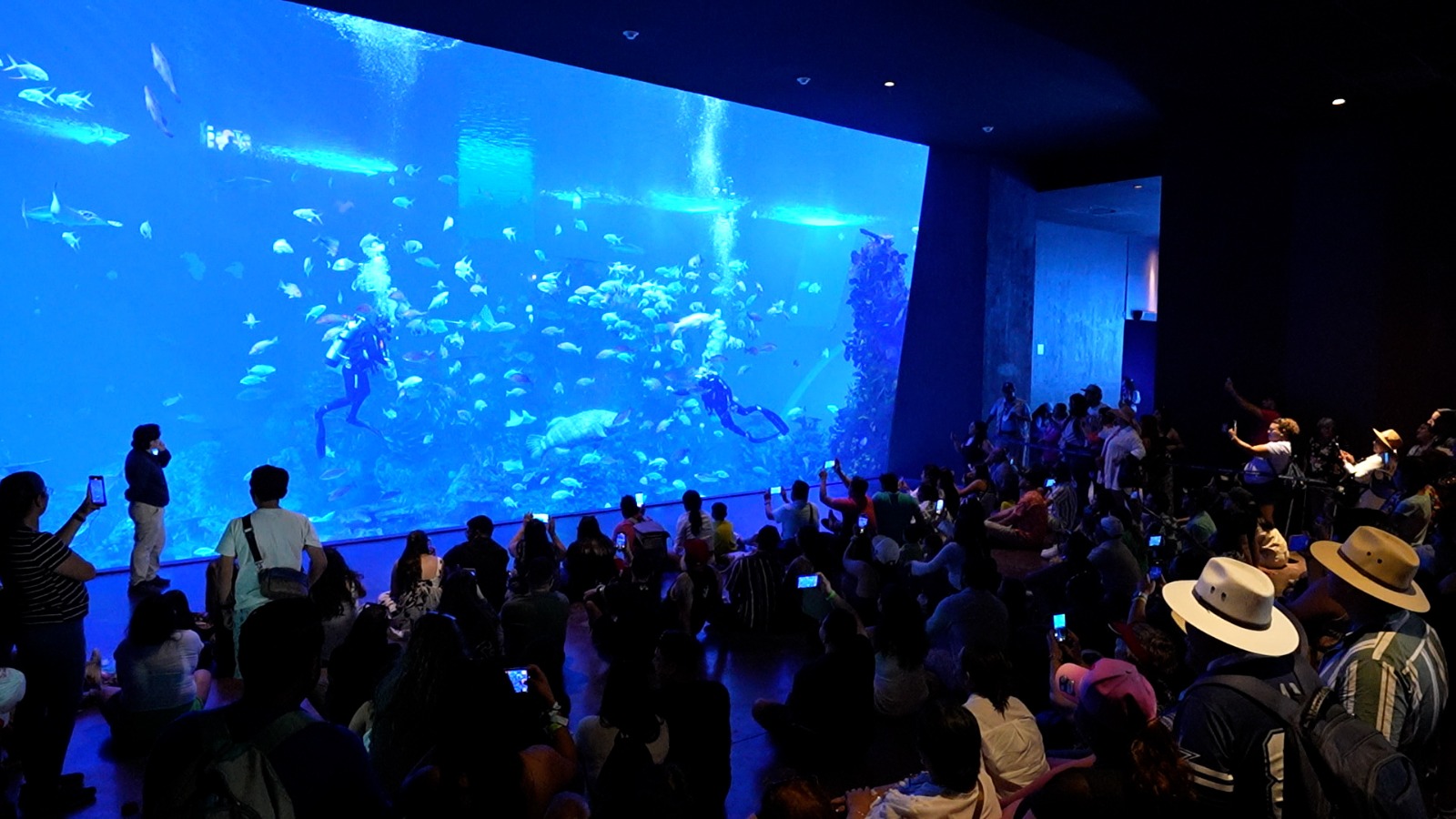 Gran Acuario Mazatlán Mar de Cortéz