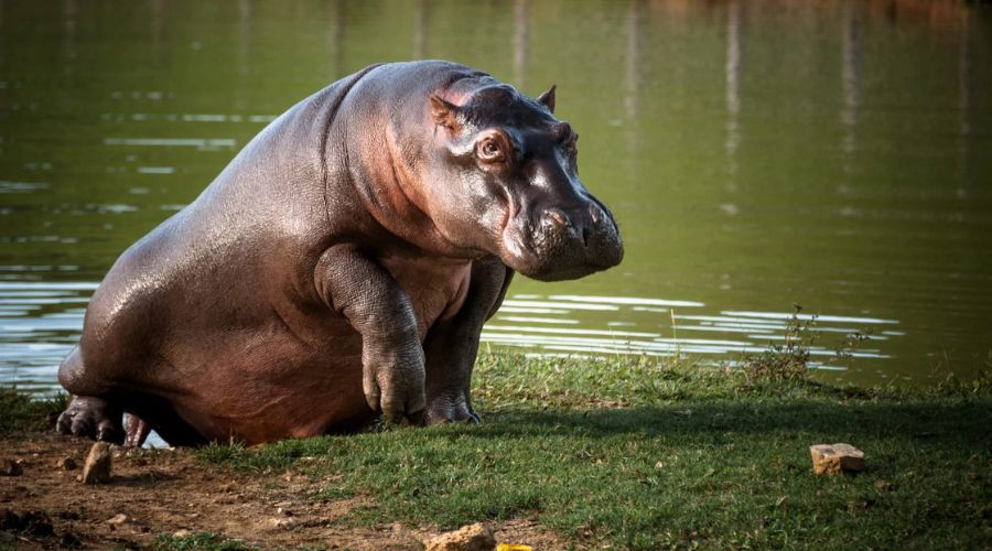 Hipopótamo sentado afuera del agua
