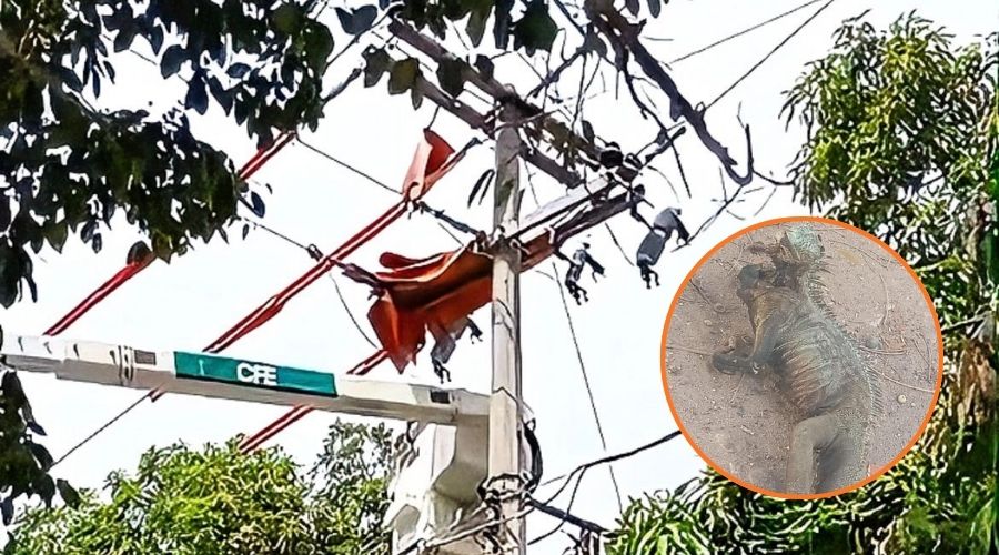 En grande instalaciones eléctricas y en circulo una iguana calcinada