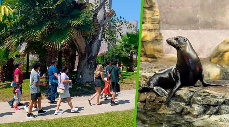 Visitantes del Acuario de Mazatlán y lobo marino