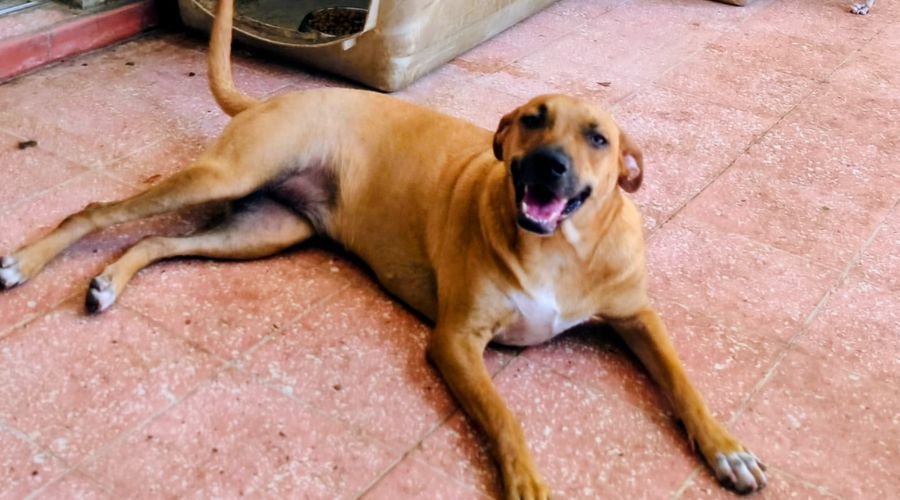 Perrita acostada en el suelo