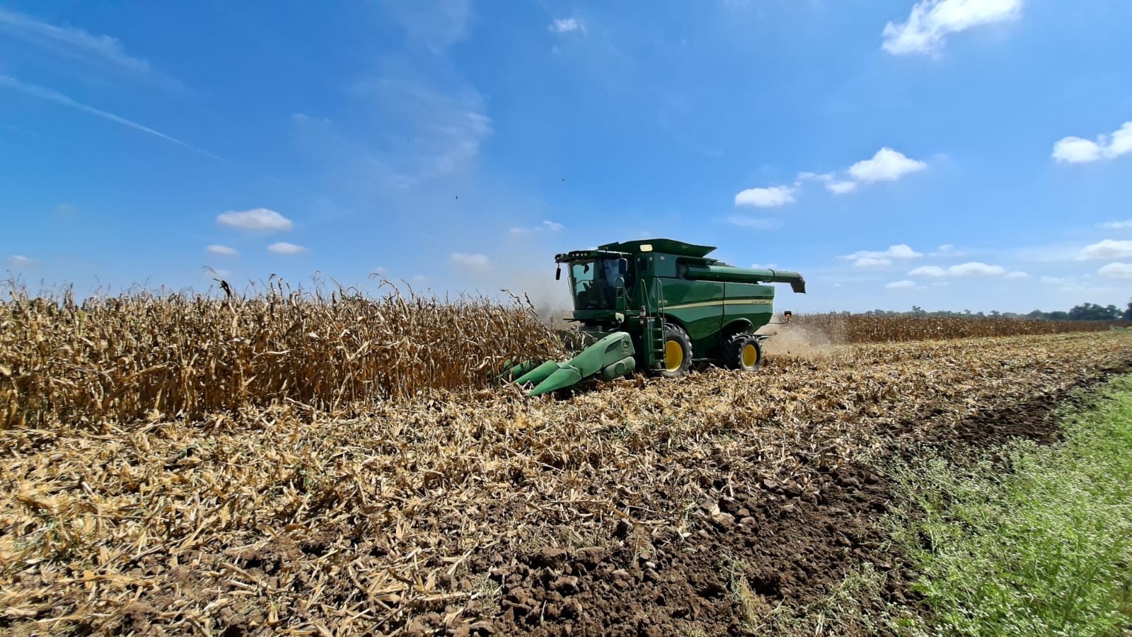 Campo agrícola de maíz en Sinaloa.