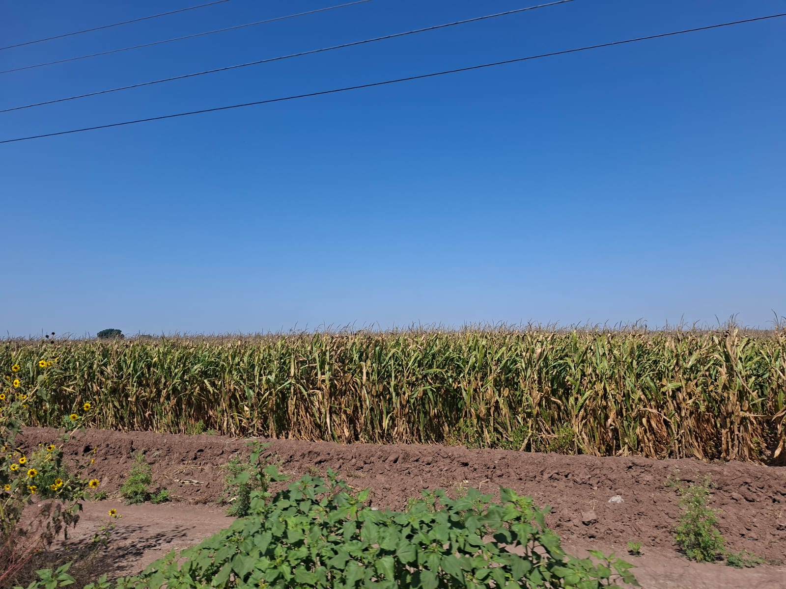 Cultivo de maíz en un campo