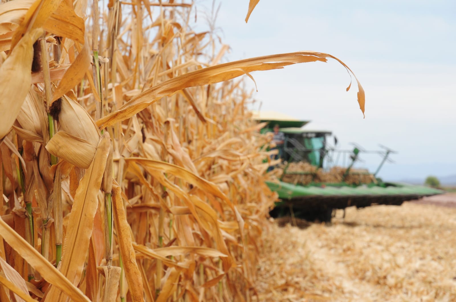 Trilla de maíz en Sinaloa: productores avanzan con la cosecha apoyados por maquinaria agrícola en campos del noroeste de México.