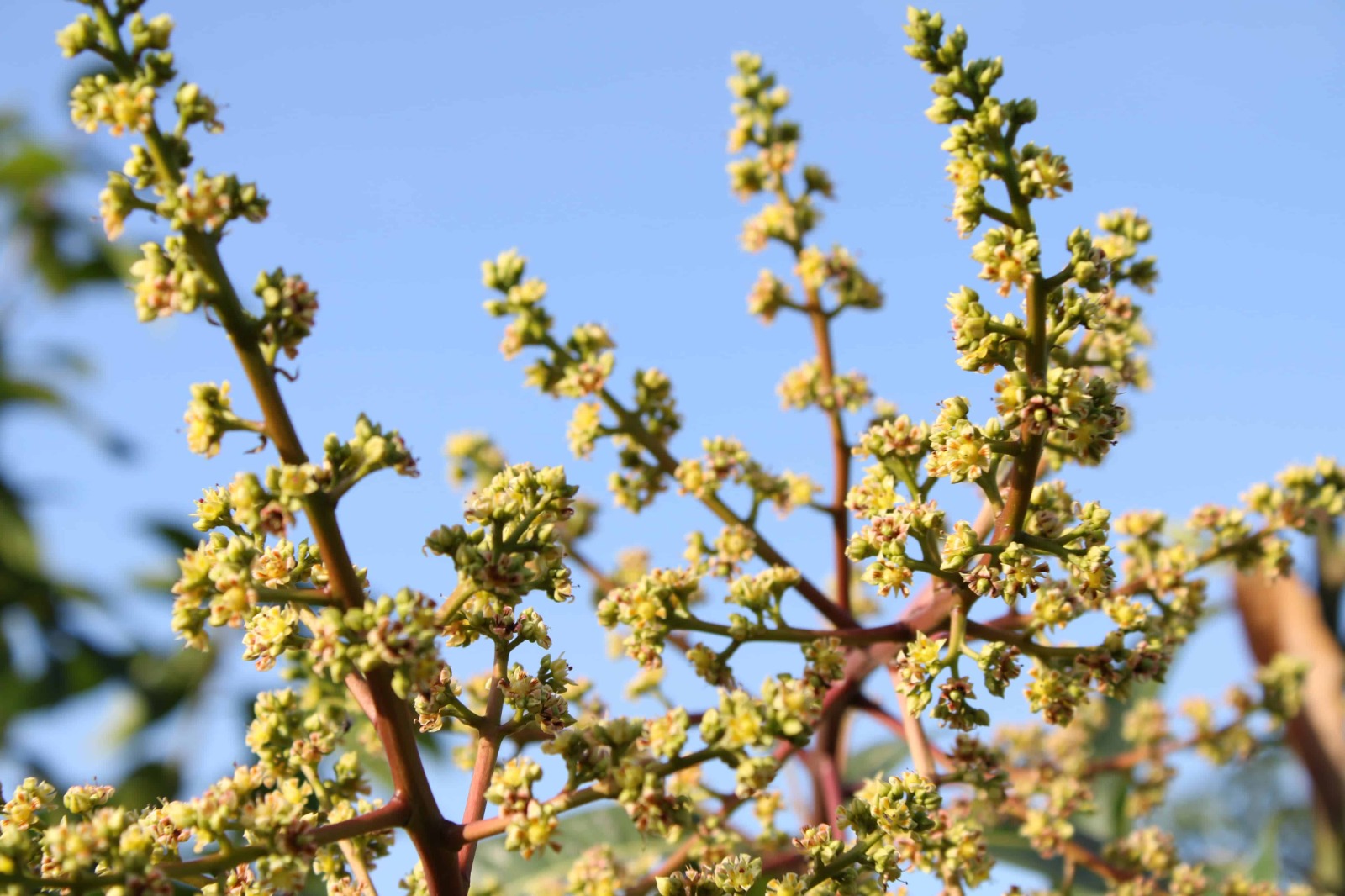 Ramas y árbol de floración de mango