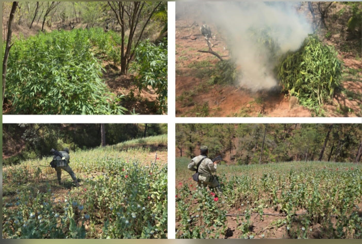 Destrucción de plantíos de mariguana y amapola en Badiraguato.