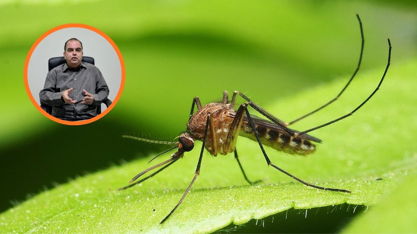 mosquito de dengue foto de cerca