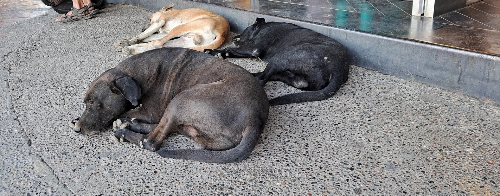 Perritos callejeros durmiendo afuera de un establecimiento.
