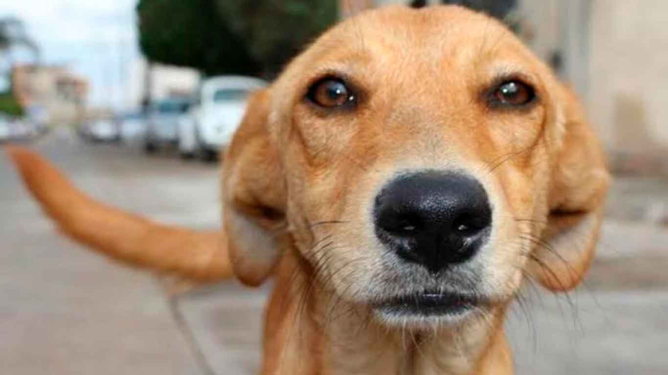 ¡Símbolo nacional! Propaem incluye al “perro caramelo” en lista oficial de razas mexicanas