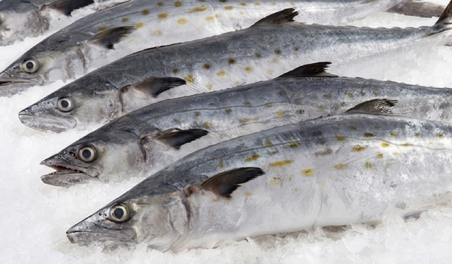 Pescado Sierra