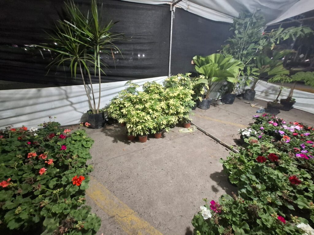 Plantas acomodadas en el piso de un vivero con una carpa