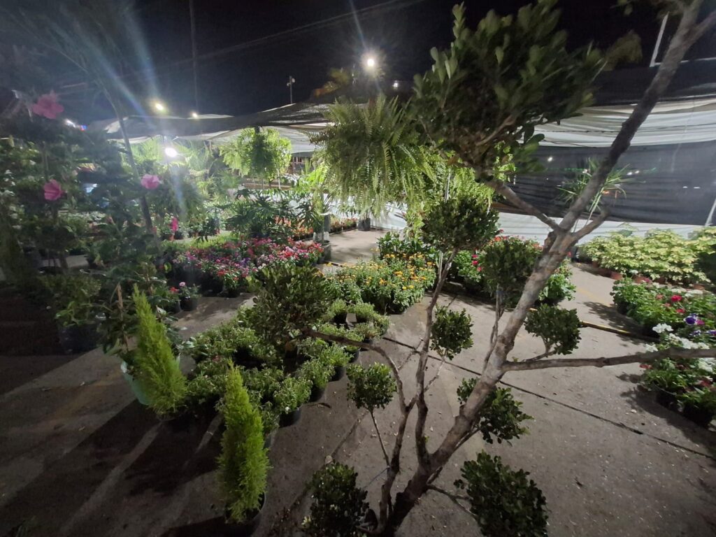 Árbol con plantas