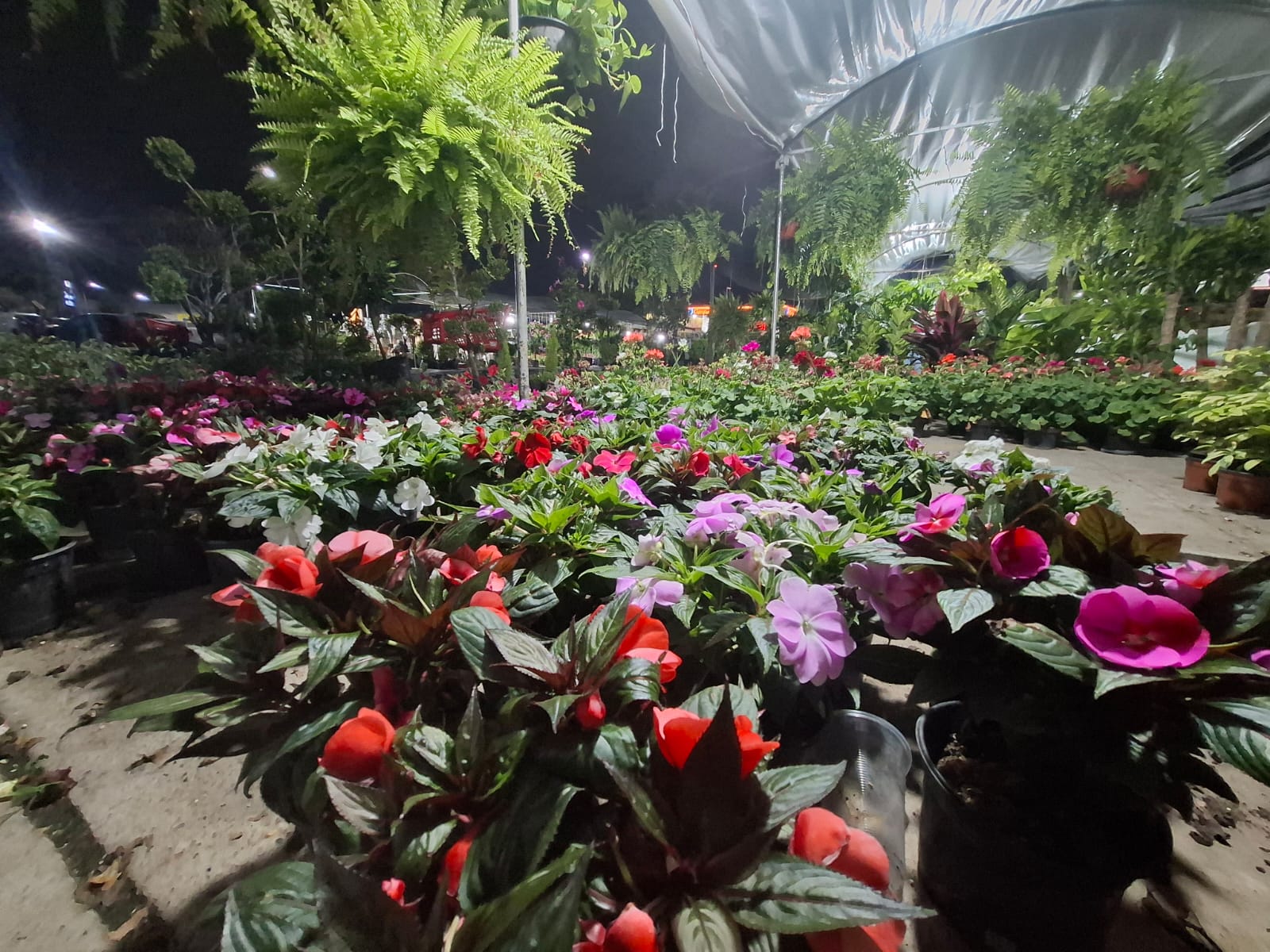 Plantas de distintos colores en vivero junto con más árboles