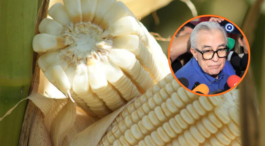 El gobernador Rocha Moya y de fondo una planta de elotes/maíz