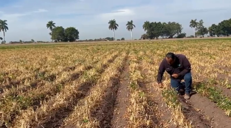 Agricultor siembra granos de frijol