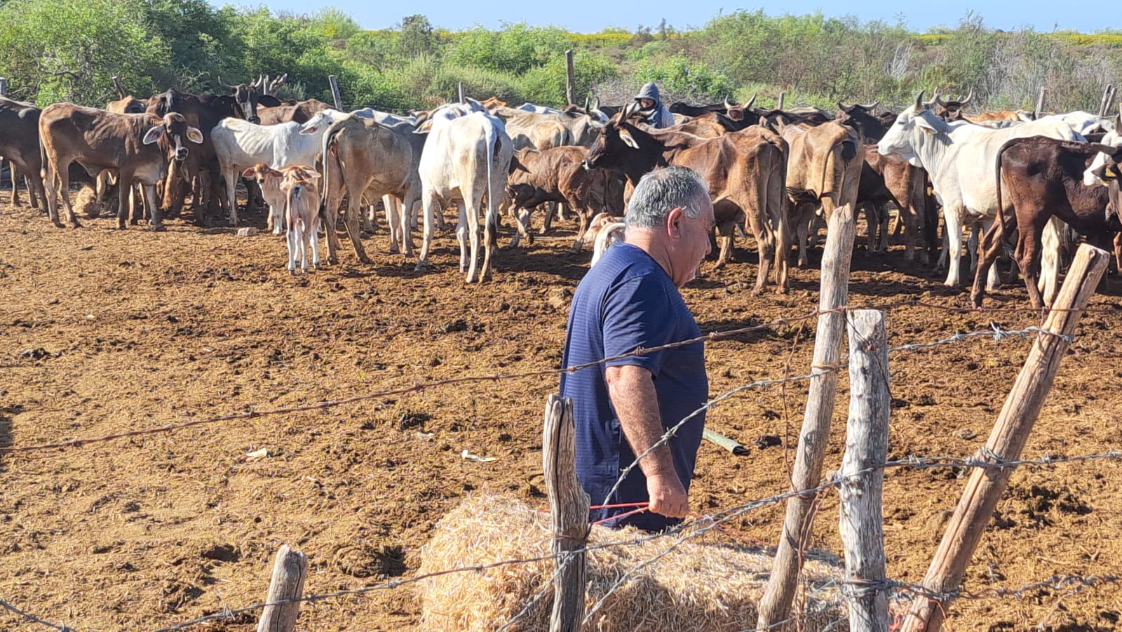 Ganada con un señor cargando paca de hierva seca