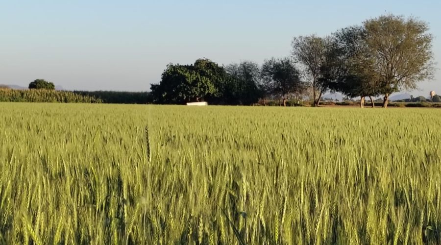 Siembra de trigo