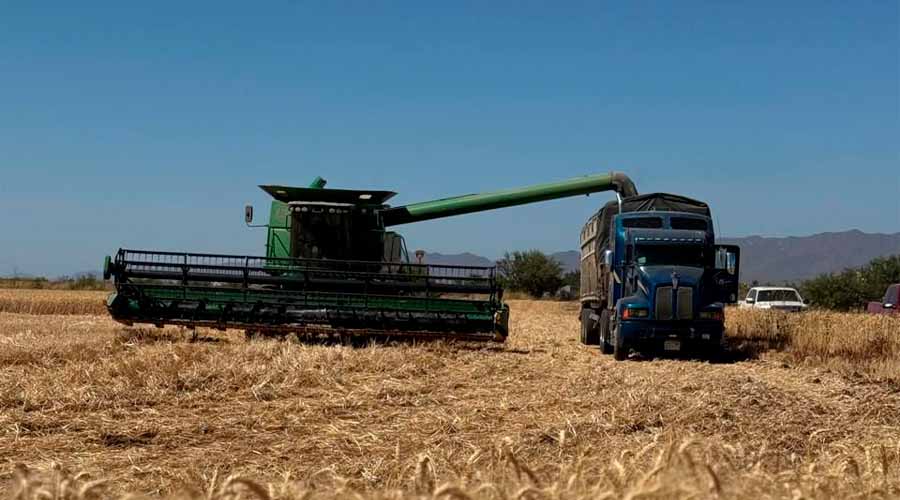 Trigueros requieren pago rápido del complemento