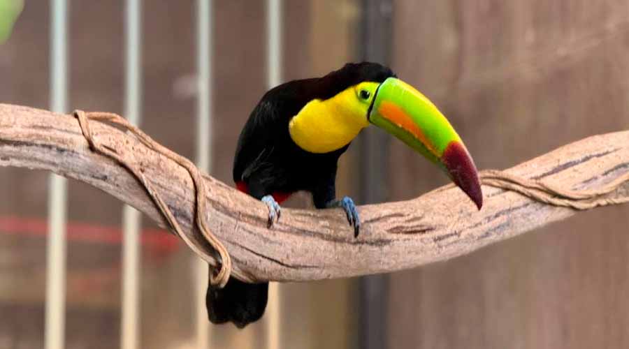 Tucán rescatado del tráfico ilegal y que ahora habitando el Acuario de Mazatlán