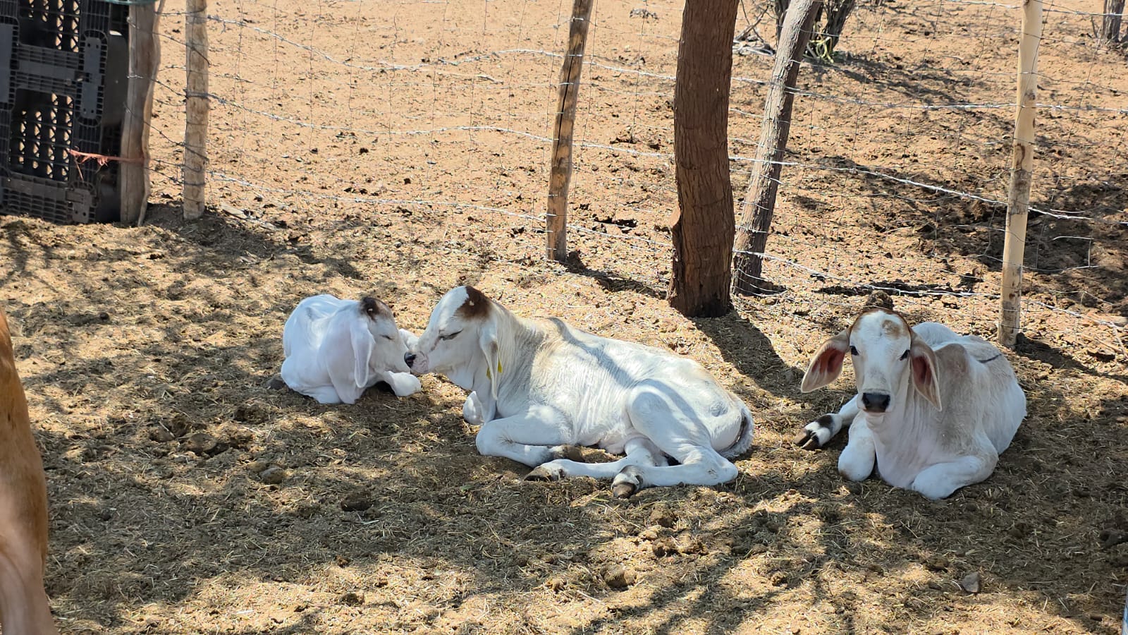 Becerros descansan bajo sombra en un corral ganadero de Sinaloa ante altas temperaturas y condiciones de estiaje en la región.