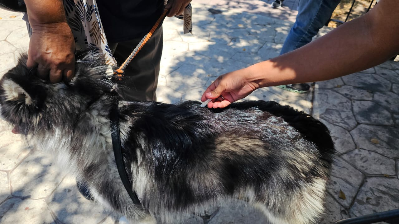 Perro siendo desparasitado por personal especializado.