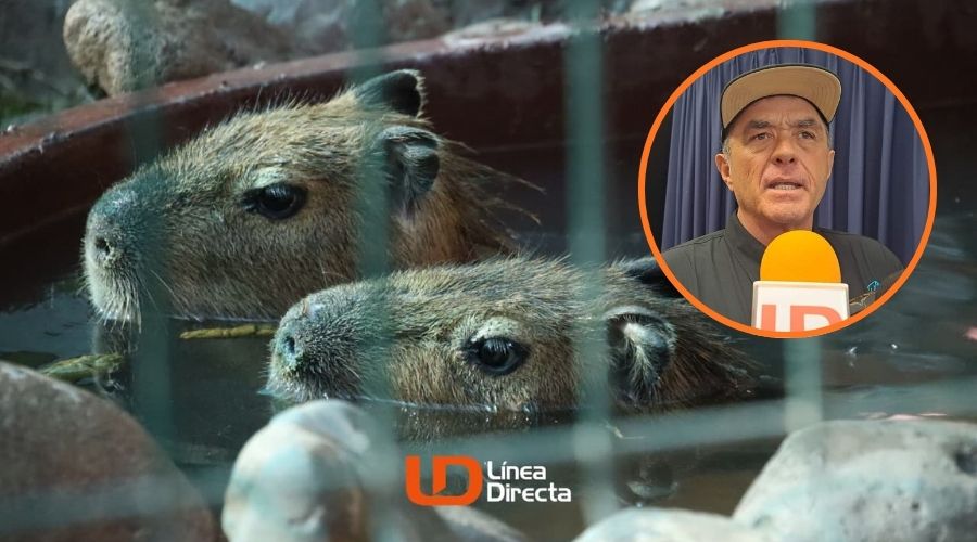 Capibaras y en un círculo Ernesto Zazueta