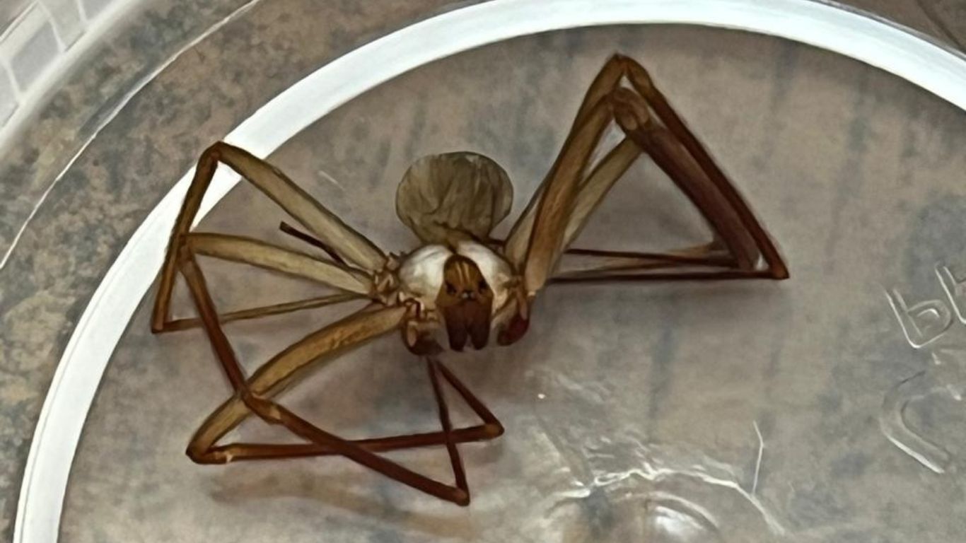 araña dentro de contenedor