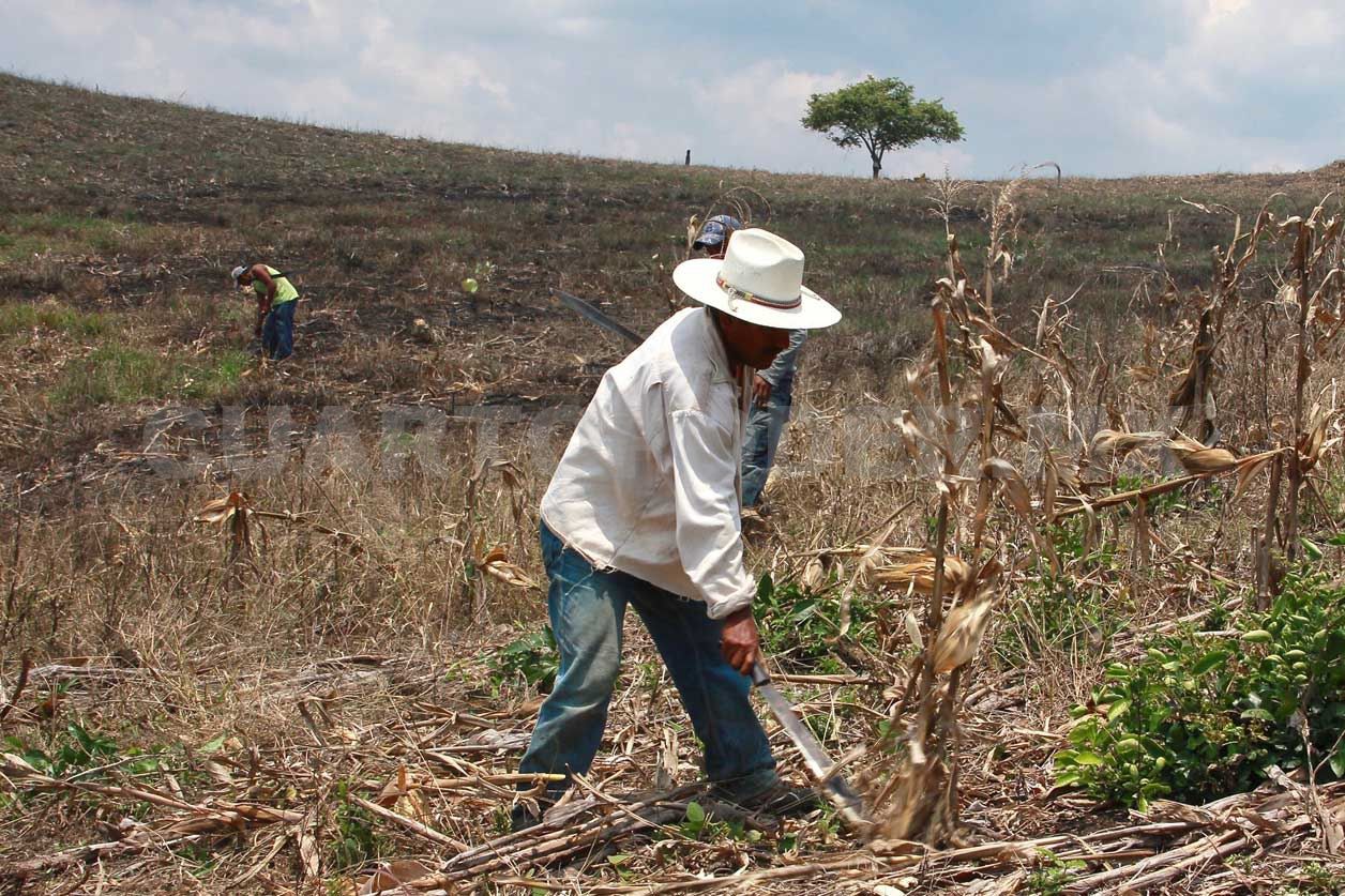 Campesinos realizando trabajos en tierras