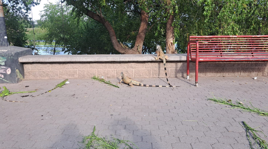 Iguanas en la ribera del río Sinaloa
