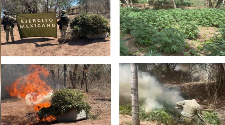 plantíos de marihuana siendo quemados por elementos militares