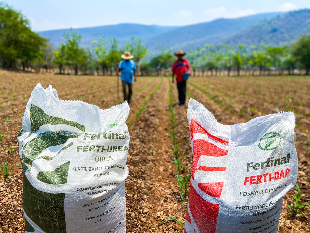 Fertilizantes del Bienestar en campo