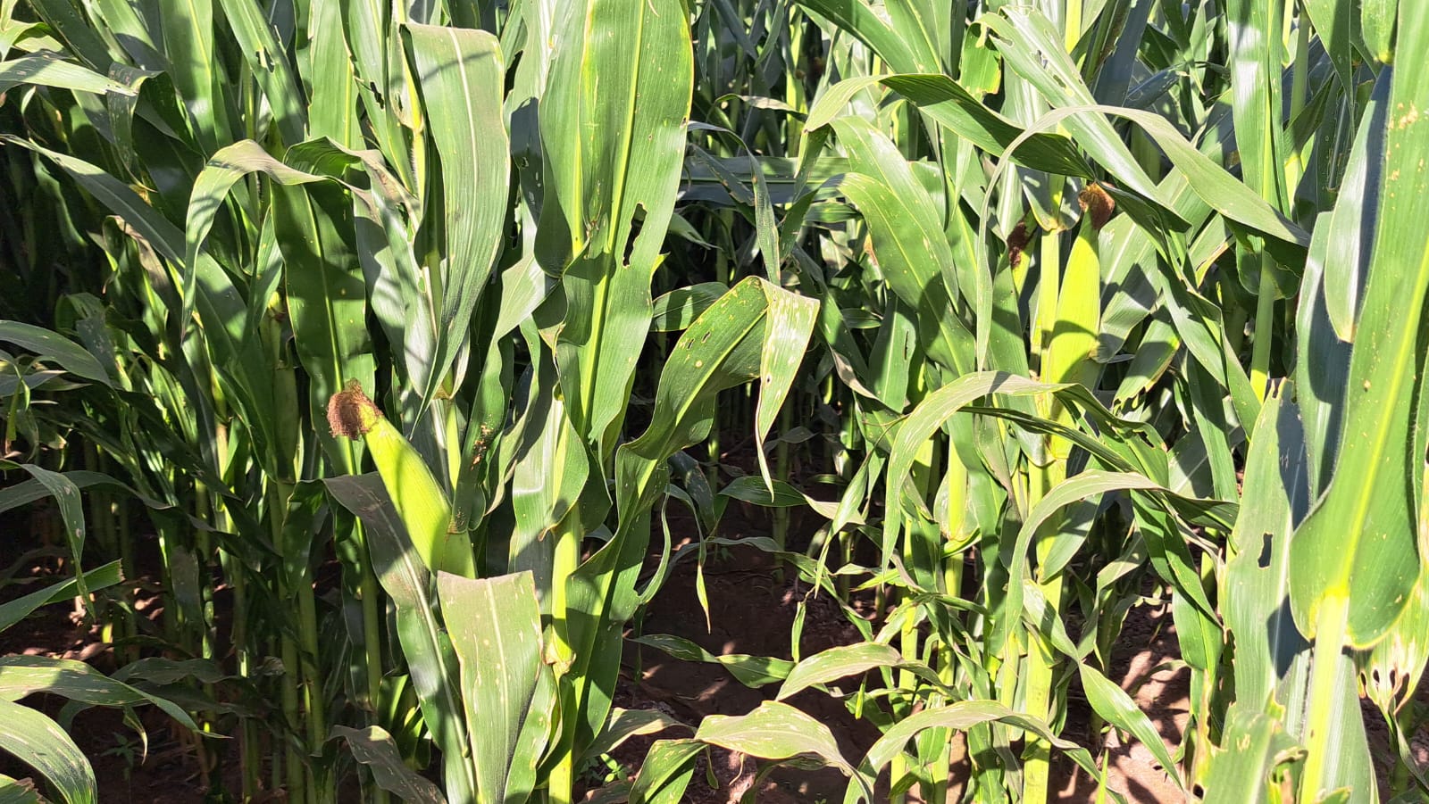 Planta de maíz en cultivo