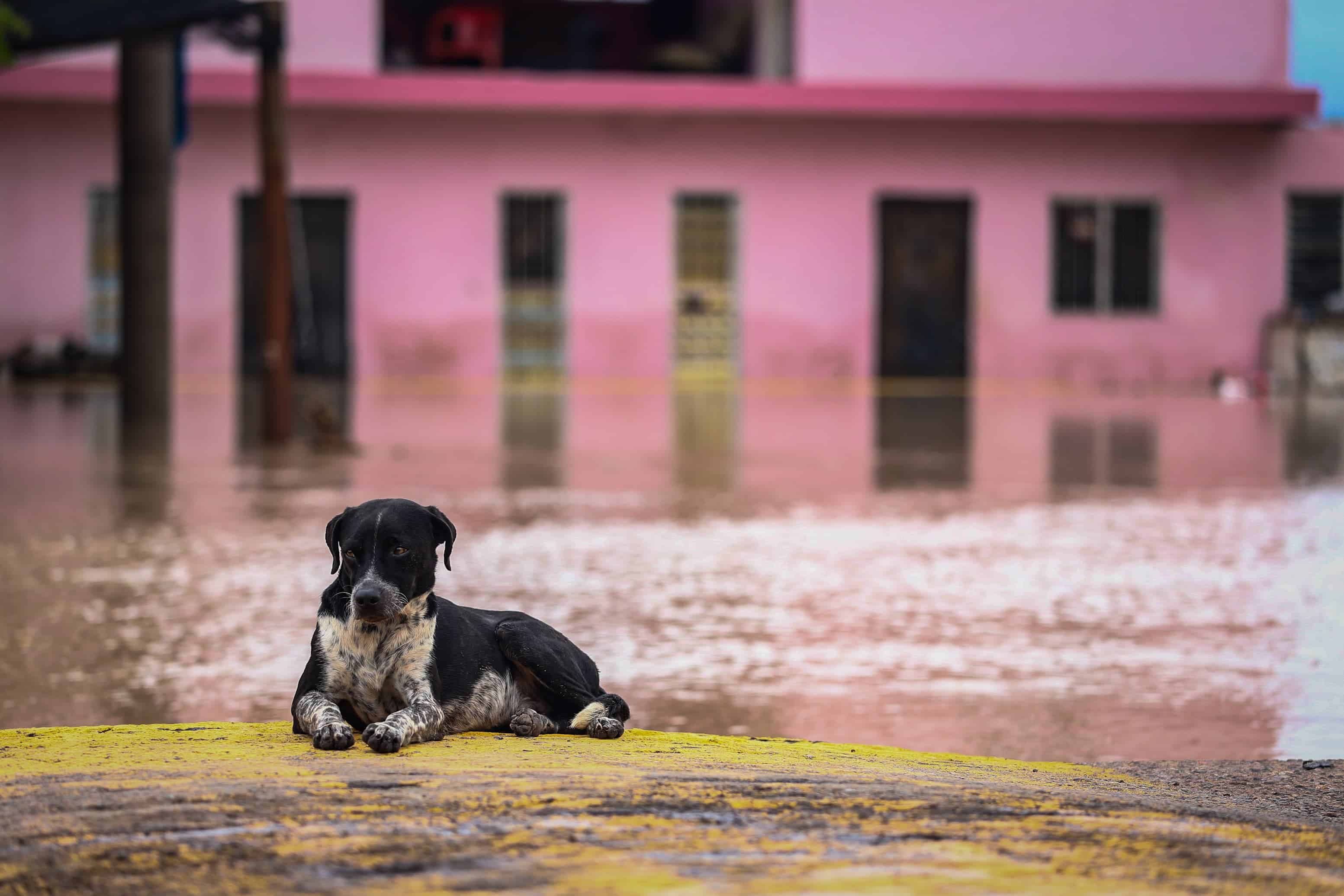 Buscan frenar abandono de perros y gatos con campaña de esterilización