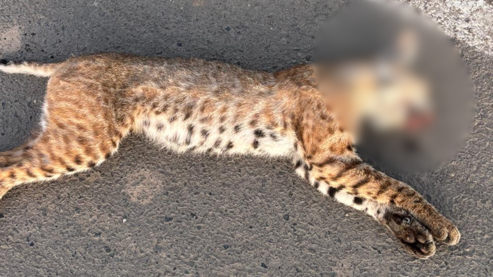 Lince muere atropellado rumbo a Bellavista