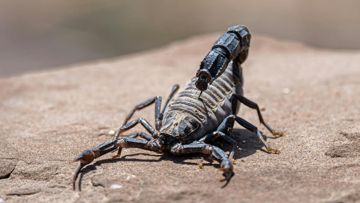 Presencia de alacranes aumenta en temporada de calor: ¿Qué hacer y qué NO hacer en caso de picadura?