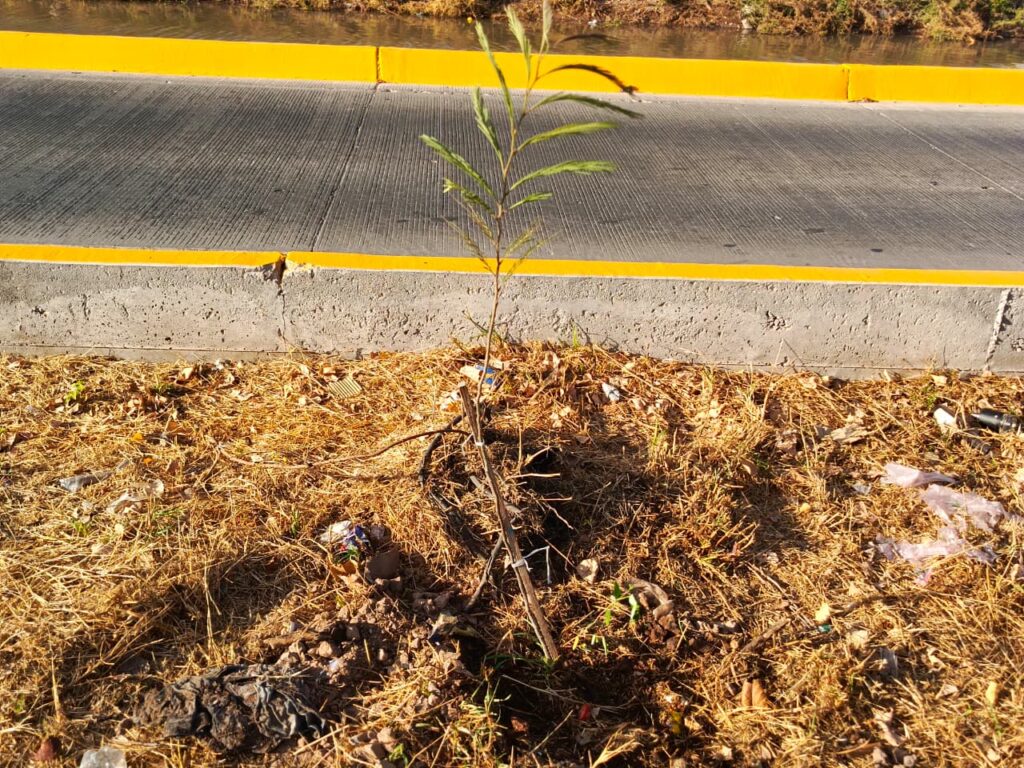 Planta sembrada en el camellón