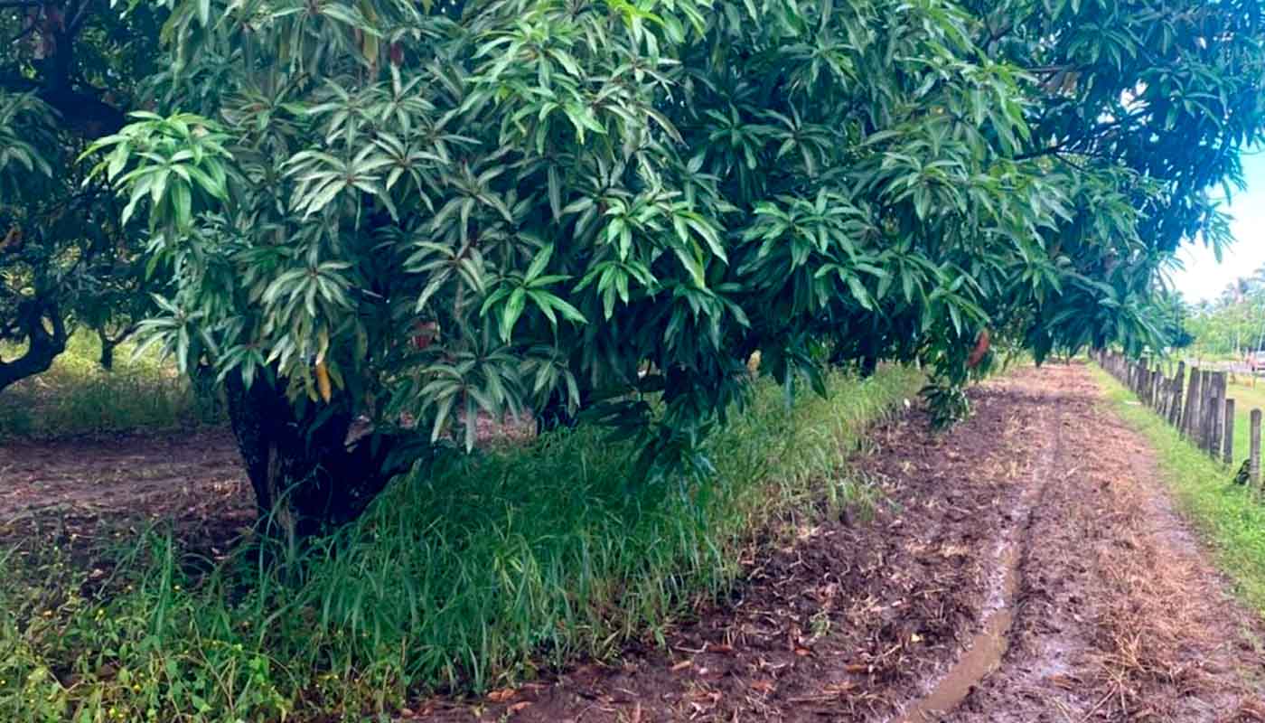 Árbol de mangos