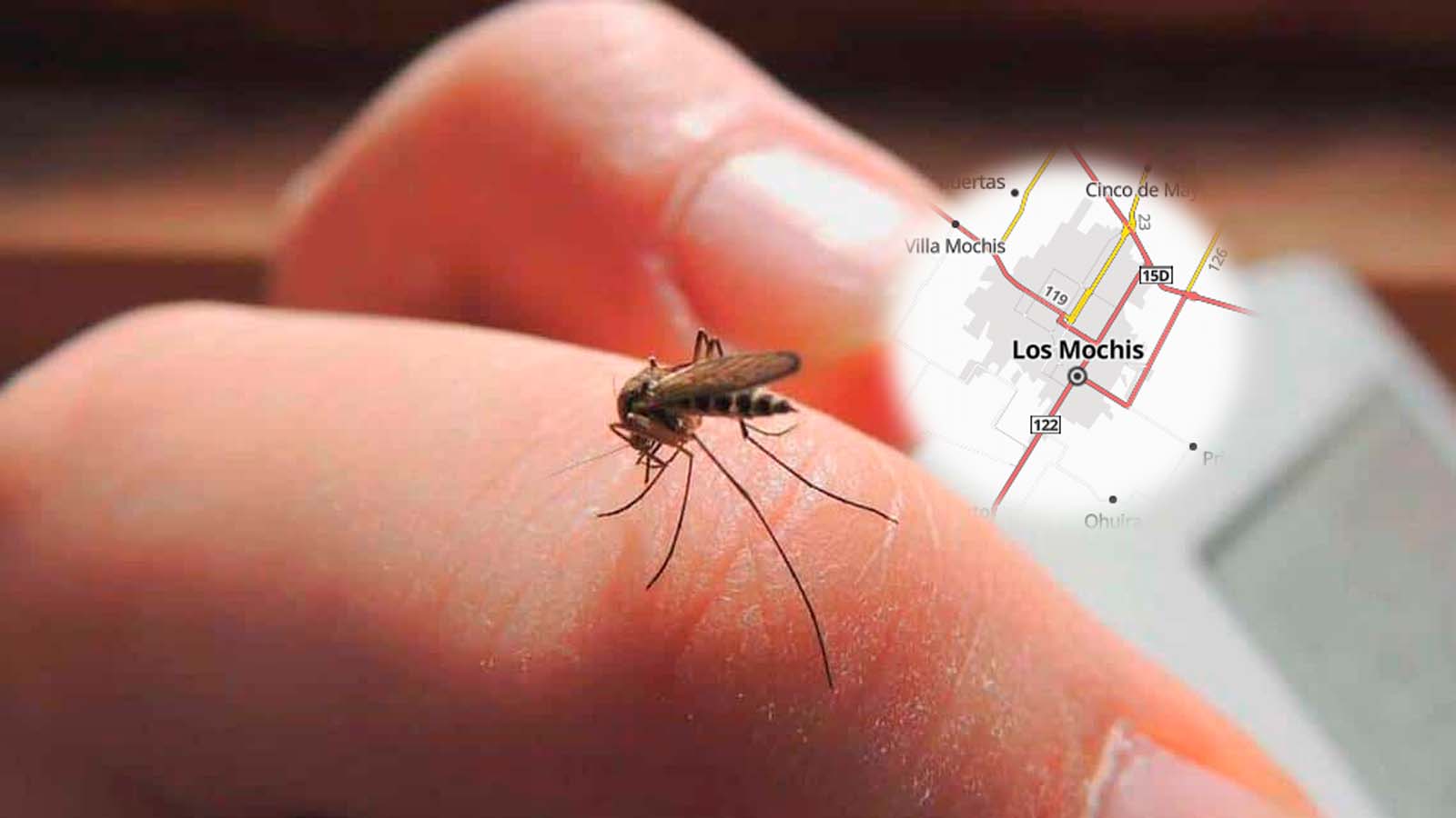 Mosco del dengue y mapa de Los Mochis