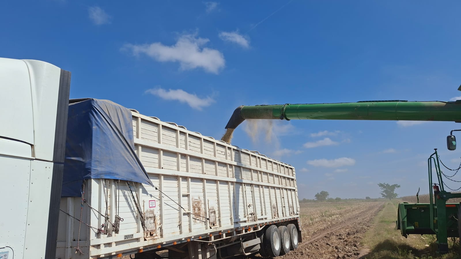 Trilla de maíz en campo agrícola