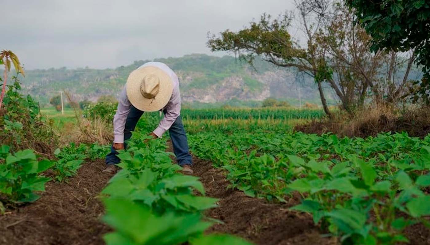Campesino atiende su siembra