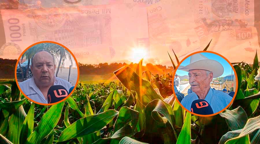 Parcela de maíz y líderes campesinos sinaloenses