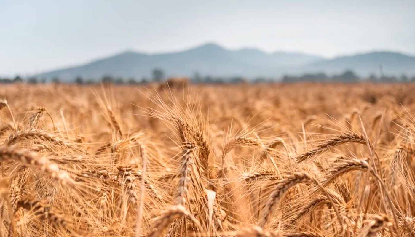Campo de trigo