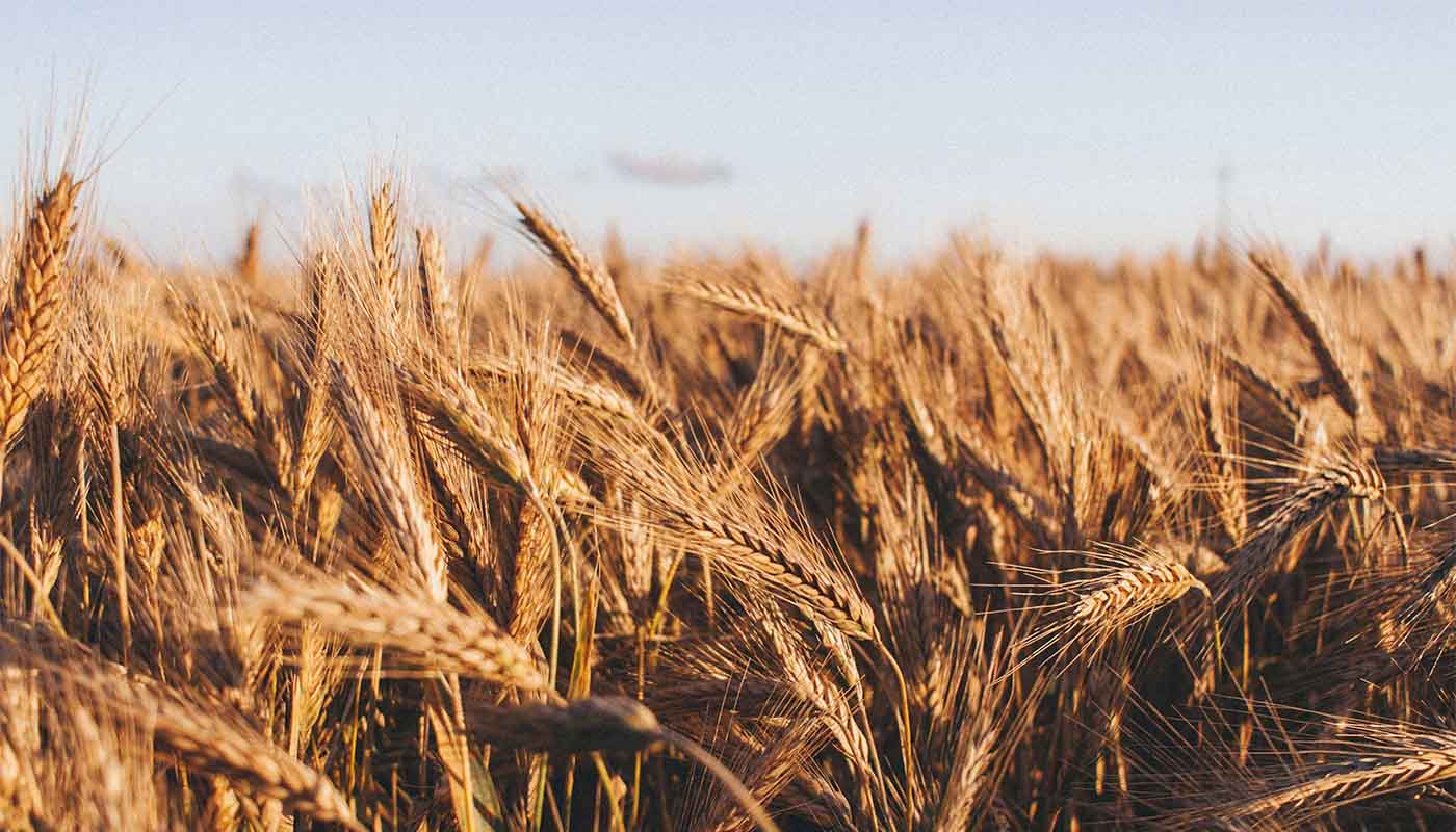 Campo de cultivo de grano de trigo