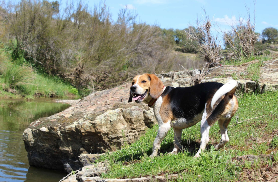 Liberan a miles de beagles de centro de investigación en Wisconsin
